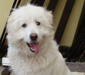 Panzió Sa Chessa Ploaghe